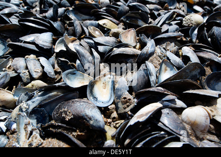 keilförmige Muschelschalen sitzen auf den Betten in einer Flussmündung, North Devon Küste Stockfoto