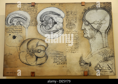 Nervensystem Leonardo da Vincis Zeichnung. 15. Jahrhundert. Kopieren. Stockfoto