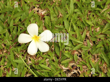 Plumeria Blume (Frangipani) mit Rasen-Hintergrund Stockfoto