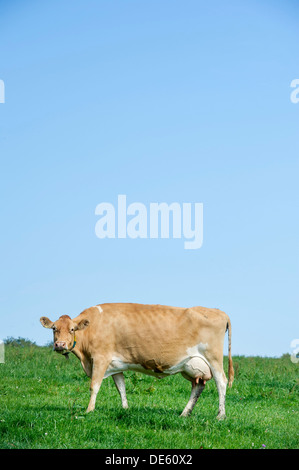 Jersey Kühe grasen auf einer grünen Wiese, Devon Stockfoto