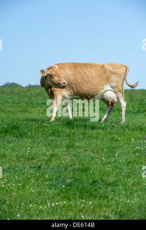 Jersey Kühe grasen auf einer grünen Wiese, Devon Stockfoto