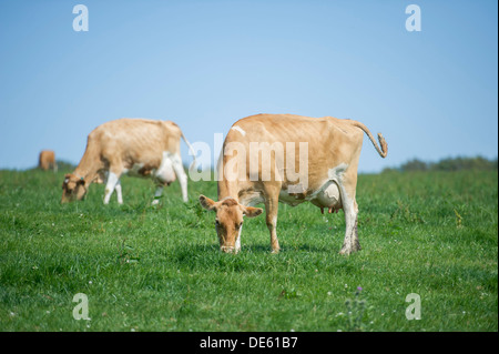 Jersey Kühe grasen auf einer grünen Wiese, Devon Stockfoto