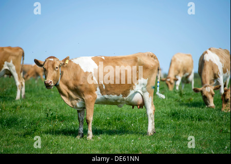 Jersey Kühe grasen auf einer grünen Wiese, Devon Stockfoto