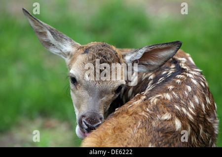 Strahlende Dorf, Deutschland, Rothirsch Kalb leckt ihr Fell Stockfoto