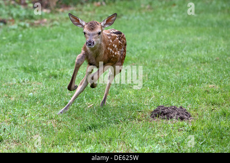 Strahlende Dorf, Deutschland, Rothirsch Kalb im Galopp Stockfoto