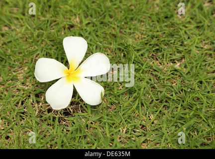 Plumeria Blume (Frangipani) mit Rasen-Hintergrund Stockfoto