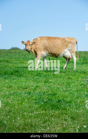 Jersey Kühe grasen auf einer grünen Wiese, Devon Stockfoto