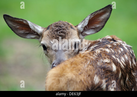 Strahlende Dorf, Deutschland, Rothirsch Kalb schaut sich um Stockfoto