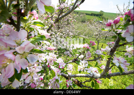 Apfelwein Apfelblüte bei Ostler Cider Mill, Devon, Uk Stockfoto