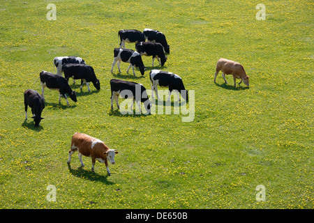 Hamm, Deutschland, grasen junge Rinder in den Lippeauen Stockfoto