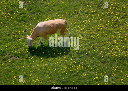 Hamm, Deutschland, junge Rinder weiden in den Lippeauen Stockfoto