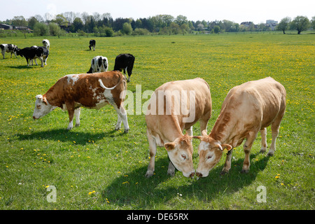 Hamm, Deutschland, grasen junge Rinder in den Lippeauen Stockfoto