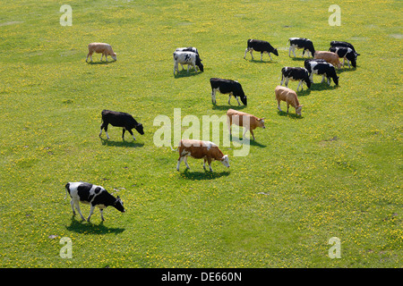 Hamm, Deutschland, grasen junge Rinder in den Lippeauen Stockfoto