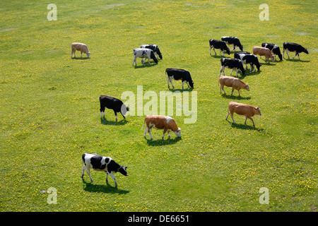 Hamm, Deutschland, grasen junge Rinder in den Lippeauen Stockfoto