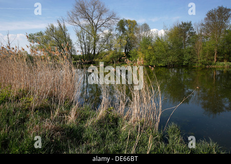 Hamm, Deutschland, Lippeaue Life-Projekt Stockfoto