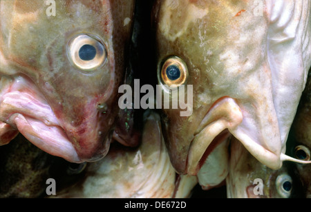 Frisch gefangen und landete Kabeljau Stockfoto