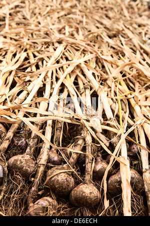 Birnen mit Bio-Knoblauch trocknen Stockfoto