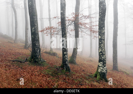 Buchenwald mit Nebel im Herbst Stockfoto