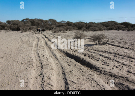 Rinder, die zu Fuß auf einen staubigen ausgetretenen Pfad in Richtung Wasser in die zentrale Kalahari Stockfoto