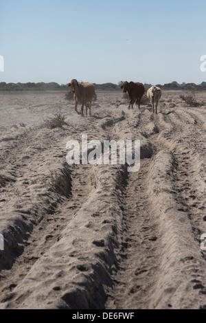 Rinder, die zu Fuß auf einen staubigen ausgetretenen Pfad in Richtung Wasser in die zentrale Kalahari Stockfoto