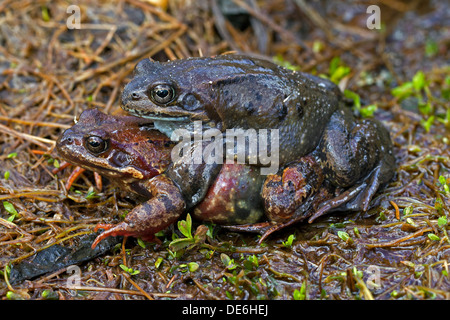 Europäischen gemeinsamen braunen Frösche (Rana Temporaria) paar in Amplexus Migration zu Zucht Boden im Frühjahr Stockfoto