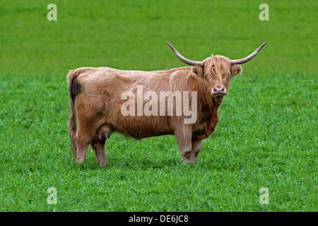 Red Highland Cattle (Bos Taurus) Kuh mit langen Hörnern auf Wiese Stockfoto