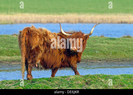 Red Highland Cattle (Bos Taurus) Kuh im Feld Stockfoto