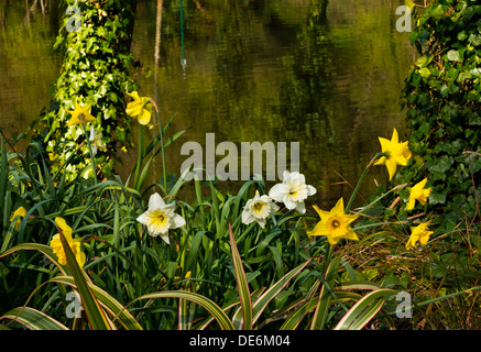 Narzissen in voller Blüte an einem Frühlingstag neben den Derwent in Matlock Bath Derbyshire Dales Peak District England UK Stockfoto