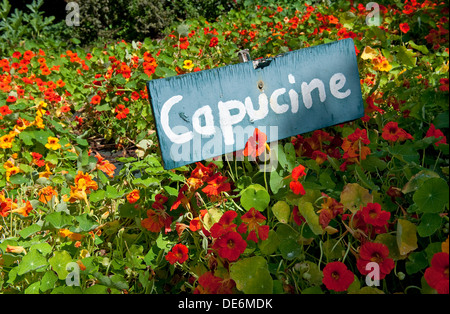 Capucine in Französisch Küchengarten, Bretagne, Frankreich Stockfoto