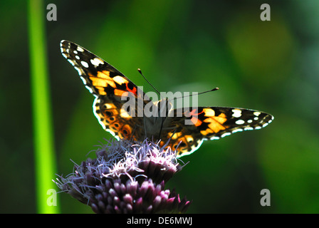 Distelfalter Schmetterling Stockfoto