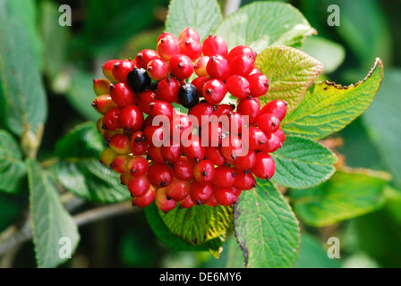 Rote Beeren auf einem Wayfaring Baum UK Stockfoto