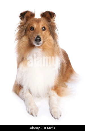 Shetland Sheepdog alleinstehenden Verlegung in ein studio Stockfoto
