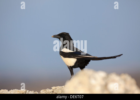 Gemeinsamen Elster (Pica Pica) thront auf einem Stein. Lleida. Katalonien. Spanien. Stockfoto