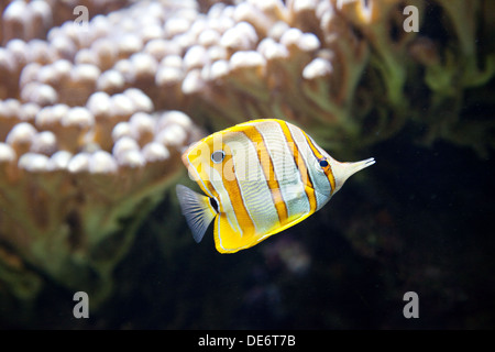 Copperband Butterflyfish oder Schnabel Coral Fisch, -Chelmon Rostratus tropische Fische aus dem Indo-Pazifik Stockfoto