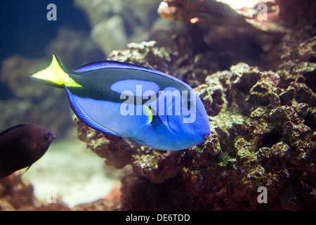 Ein Regal Tang oder Doktorfisch, eine tropische Fische - Paracanthurus Hepatus, gefunden im Indo-Pazifik Stockfoto