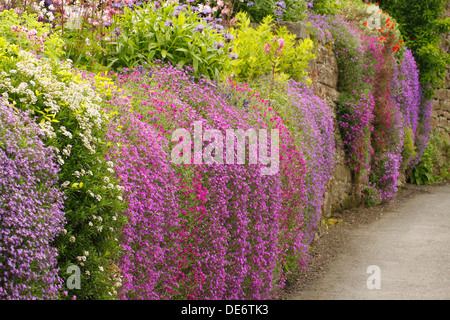 Lila und rosa Aubrietas stürzen sich über eine Gartenwand. VEREINIGTES KÖNIGREICH Stockfoto