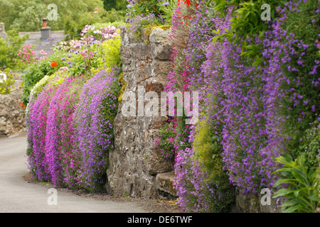 Lila und rosa Aubrietas stürzen sich über eine Gartenwand. VEREINIGTES KÖNIGREICH Stockfoto