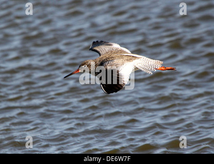 Nahaufnahme von einer eurasischen gemeinsame Rotschenkel (Tringa Totanus) im Flug über offenes Wasser, Naturschutzgebiet Lauwersmeer, Niederlande Stockfoto