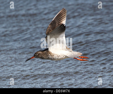 Nahaufnahme von einer eurasischen gemeinsame Rotschenkel (Tringa Totanus) im Flug über offenes Wasser, Naturschutzgebiet Lauwersmeer, Niederlande Stockfoto