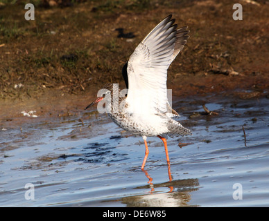 Eurasische gemeinsame Rotschenkel (Tringa Totanus) aufsetzen Stockfoto