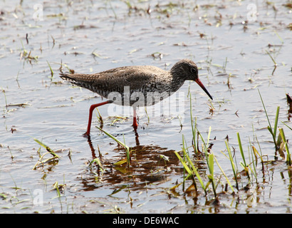 Europäischen gemeinsamen Rotschenkel (Tringa Totanus) zu Fuß und Nahrungssuche in Feuchtgebiete Stockfoto