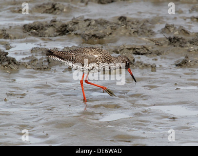 Europäischen gemeinsamen Rotschenkel (Tringa Totanus) zu Fuß und Nahrungssuche in Feuchtgebiete Stockfoto