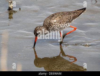 Europäischen gemeinsamen Rotschenkel (Tringa Totanus) zu Fuß und Nahrungssuche in Feuchtgebiete Stockfoto