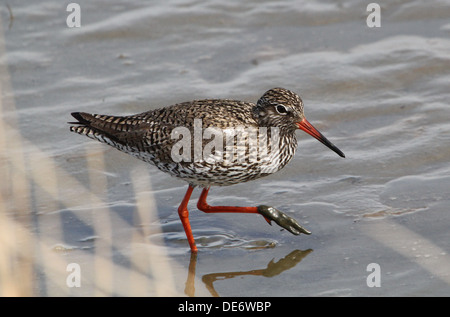 Europäischen gemeinsamen Rotschenkel (Tringa Totanus) zu Fuß und Nahrungssuche in Feuchtgebiete Stockfoto