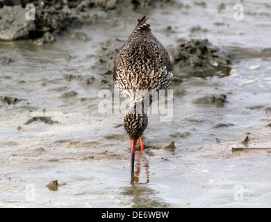 Europäischen gemeinsamen Rotschenkel (Tringa Totanus) zu Fuß und Nahrungssuche in Feuchtgebiete Stockfoto