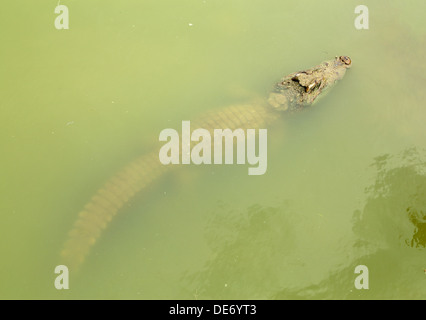 Erwachsene Krokodil im Fluss Stockfoto