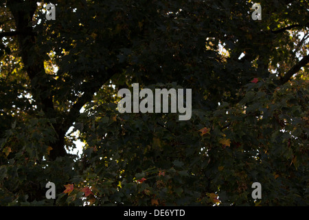 Maple tree in early September as the leaves are beginning to change color. Stockfoto