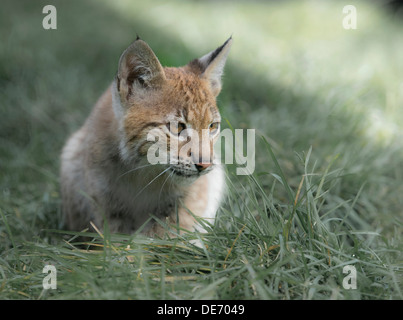 Zwei Monate alten weiblichen Eurasischen Luchs junges Gras Stockfoto