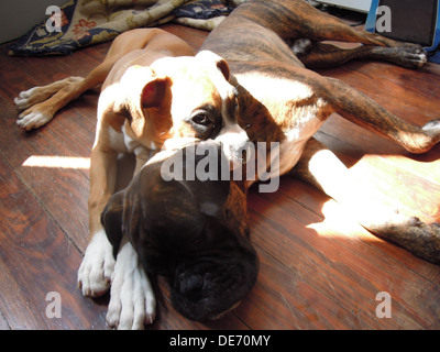 zwei Boxer-Hunde liegend auf dem Boden schlafen zusammen unter der Sonne Stockfoto