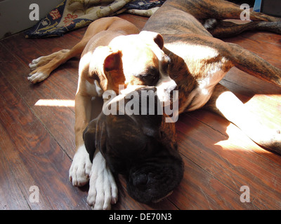 zwei Boxer-Hunde liegend auf dem Boden schlafen zusammen unter der Sonne Stockfoto